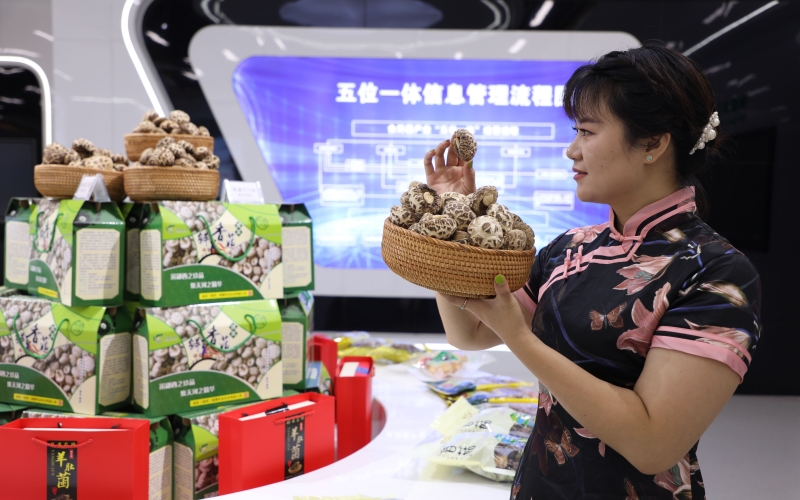 湖北鄖西 五大百億產(chǎn)業(yè)集群“頂起”工業(yè)經(jīng)濟(jì)，食用農(nóng)產(chǎn)品研發(fā)賦能鄉(xiāng)村振興